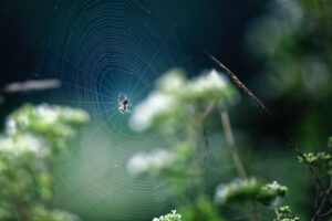 web crawler software 1